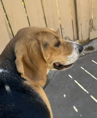 Ella-ADOPTED 6/17/26