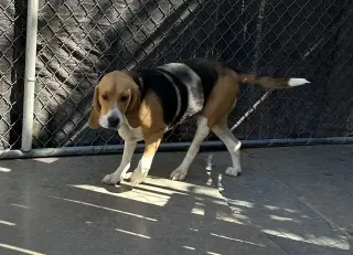 Ella-ADOPTED 6/17/26