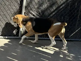 Ella-ADOPTED 6/17/26
