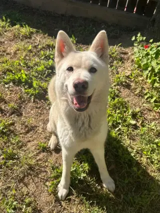 Stella