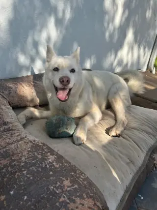 Stella