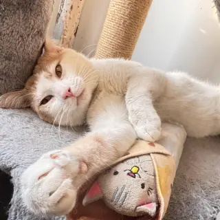Creamsicle
