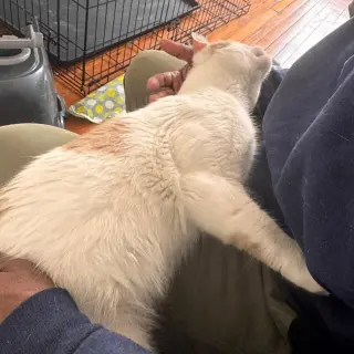 Creamsicle
