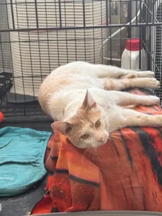 Creamsicle
