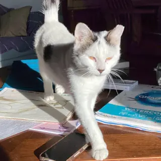 Suki