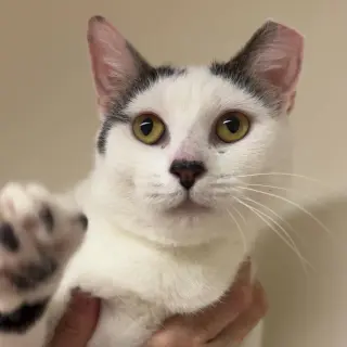 Suki