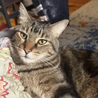 Eli