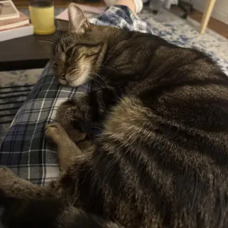 Eli