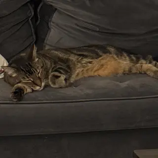 Eli