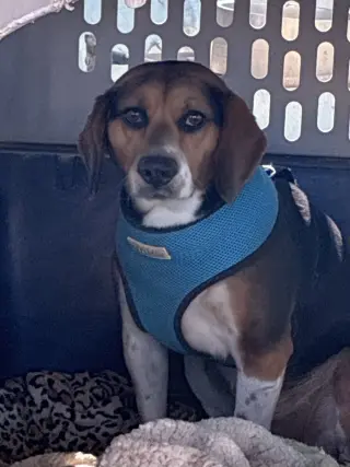Rocky-ADOPTED 7/5/26