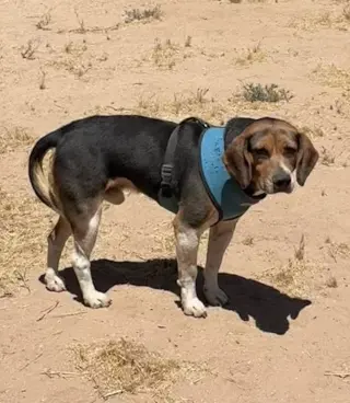 Rocky-ADOPTED 7/5/26