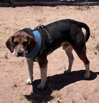 Rocky-ADOPTED 7/5/26