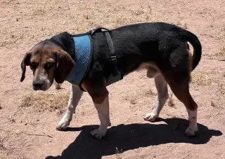 Rocky-ADOPTED 7/5/26