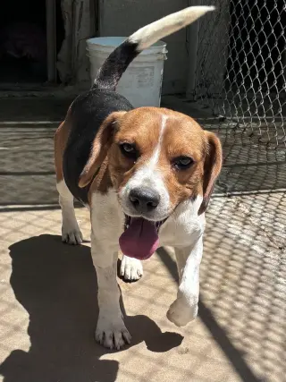 Moxie-ADOPTED 6/14/26