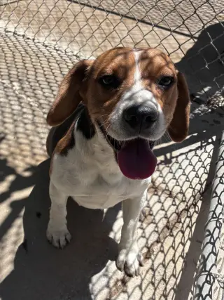 Moxie-ADOPTED 6/14/26