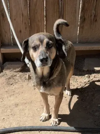 Geraldo-looks a lot like Maple