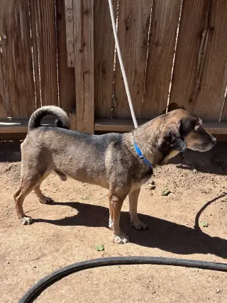 Geraldo-looks a lot like Maple