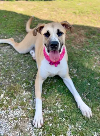 Boosie (In Foster)