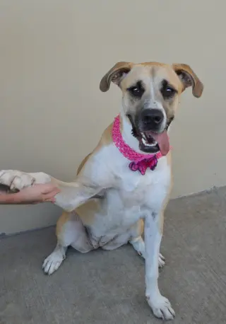 Boosie (In Foster)
