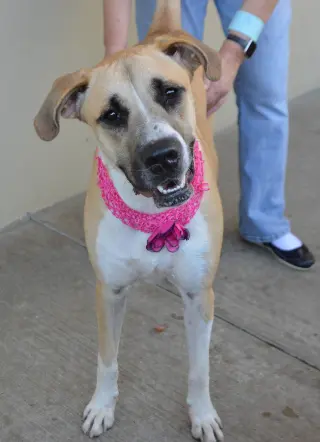 Boosie (In Foster)