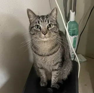 Ollie