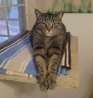 Ollie