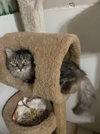 Misha