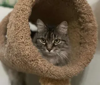 Misha