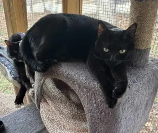 Josie