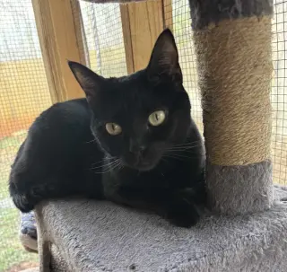 Josie