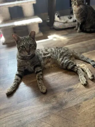 Tucker Kitty