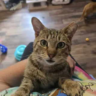 Tucker Kitty