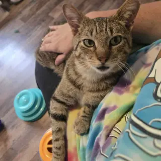 Tucker Kitty