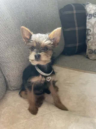 A Gia