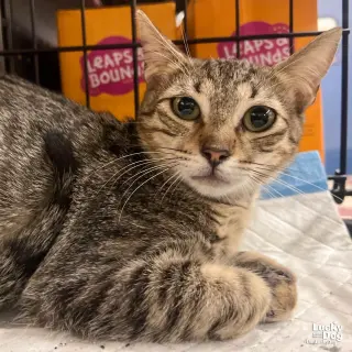 Michu