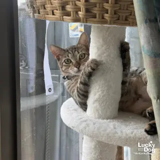 Michu