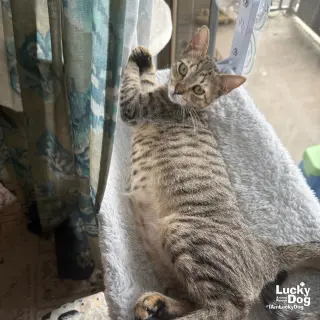 Michu