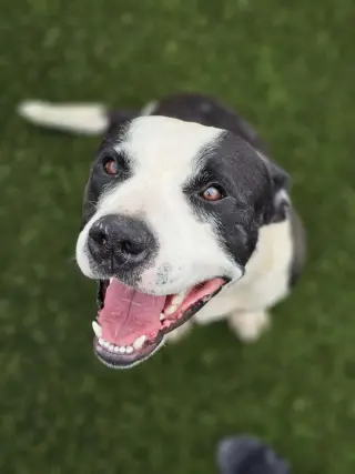 Diego