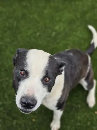 Diego
