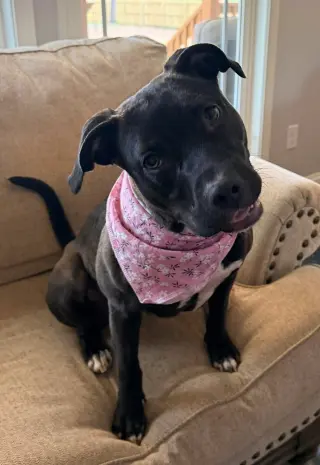 Roo