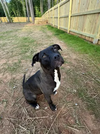 Roo