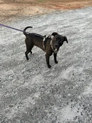 Roo