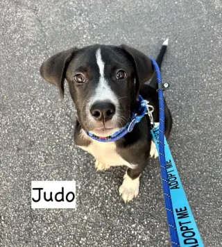 JUDO