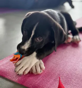 JUDO