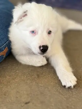 Lucy