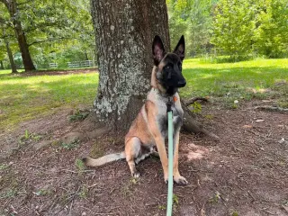 Dill - Located in AL