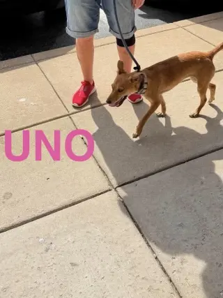 LH  Uno