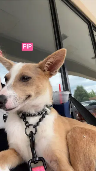LH Pip