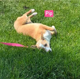 LH Pip