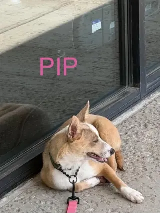LH Pip